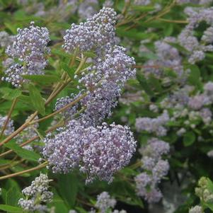 Ceanothus x pallidus Marie Bleu™('Minmari')