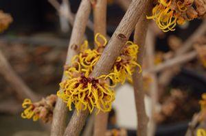 Hamamelis x intermedia 'Treasure Trove'
