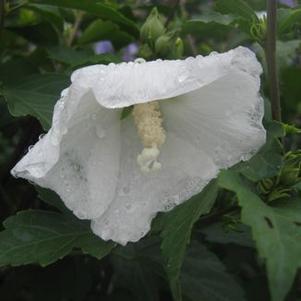 Hibiscus syriacus 'Diana'