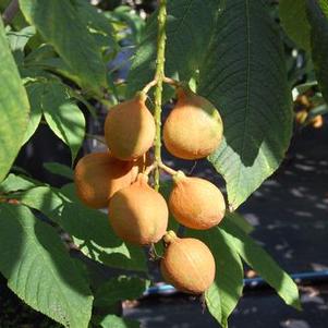 Aesculus parviflora var. serotina 