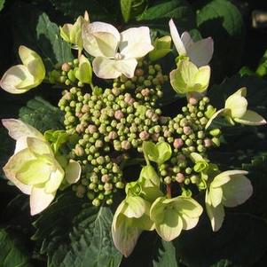 Hydrangea macrophylla Midnight Duchess&reg;