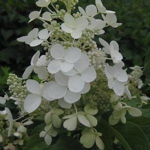 Hydrangea paniculata 'Big Ben'