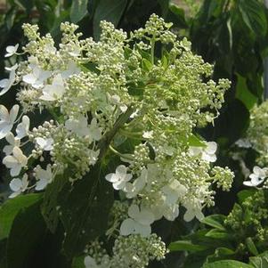 Hydrangea paniculata 'Chantilly Lace'