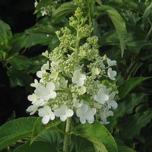 Hydrangea paniculata 'Dolly'