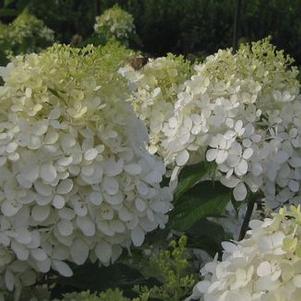 Hydrangea paniculata 'Phantom'