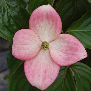 Cornus kousa 'Miss Satomi'