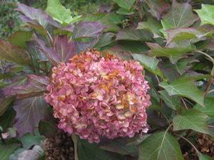 Hydrangea quercifolia 'Harmony'