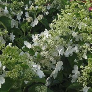 Hydrangea paniculata 'White Lady'