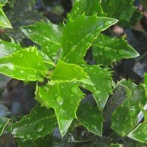 Ilex x meserveae 'Blue Boy'