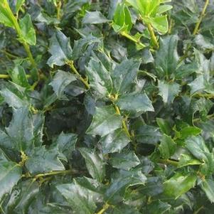 Ilex x meserveae China Boy&reg ('Mesdob')