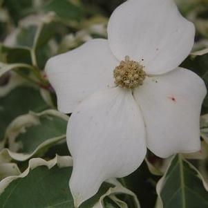 Cornus kousa Samaritan&reg; ('Samzam')