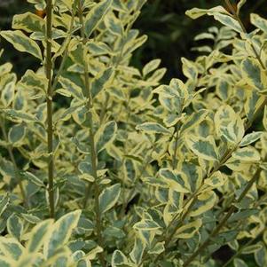 Ligustrum sinense 'Swift Creek'
