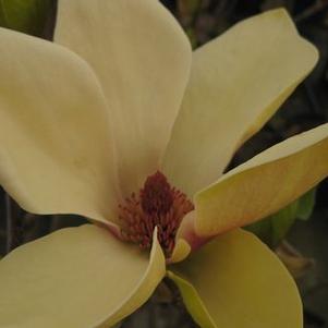 Magnolia x 'Sunsation'