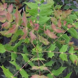 Mahonia x media 'Winter Sun'