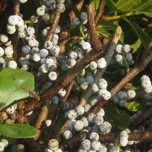Myrica pensylvanica Silver Sprite™ ('Morton')