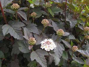 Physocarpus opulifolius Diabolo &reg; ('Monlo')