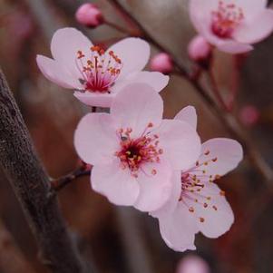 Prunus cerasifera 'Thundercloud'