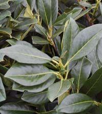 Prunus laurocerasus 'Majestic Jade'
