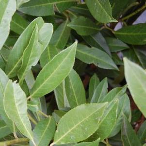 Prunus laurocerasus 'West Coast Skip'