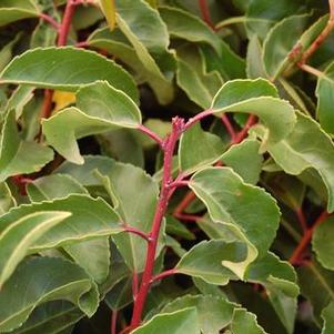Prunus lusitanica