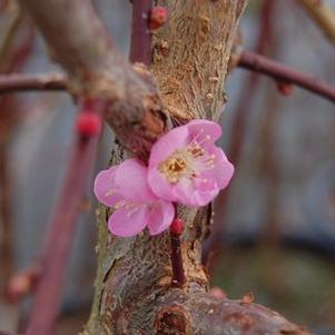 Prunus mume 'Pendula'