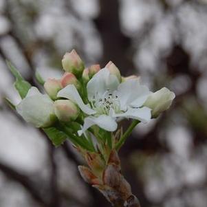 Pyrus calleryana Chanticleer&reg; ('Glen's Form')