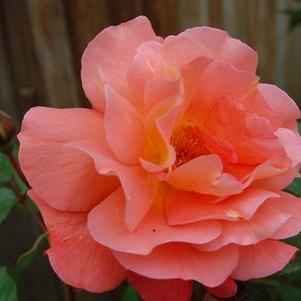 Rosa  'Westerland' ('KORwest')