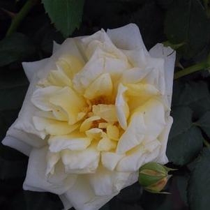 Rosa  'Zeus'