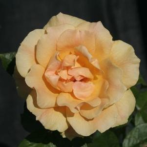 Rosa  Easy Going™('HARflow')
