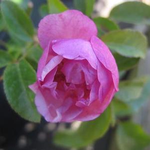 Rosa  Lavender Meidland&reg; ('Meibivers')