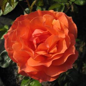 Rosa  Livin' Easy™ ('HARwelcome')