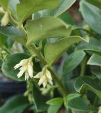 Sarcococca confusa