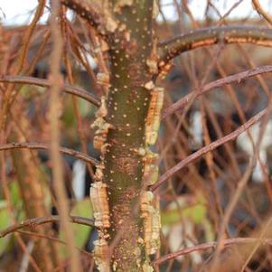 Ulmus alata 'Lace Parasol'
