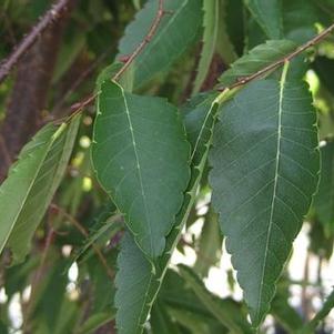 Green+vase+zelkova+trees