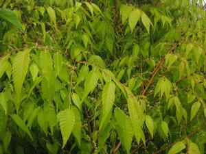 Zelkova serrata 'Ogon' 