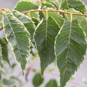 Zelkova serrata 'Variegata' 