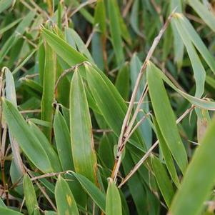Fargesia robusta Green Screen™ Bamboo Select&reg;