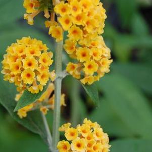 Buddleia x weyeriana 'Honeycomb'