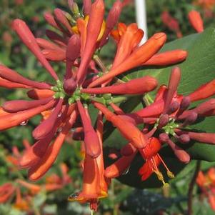 Lonicera sempervirens 'Magnifica'