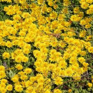 Delosperma nubigenum 'Basutoland'