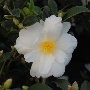 Camellia x 'Ashton's Snow'