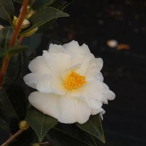 Camellia x 'Elaine Lee'