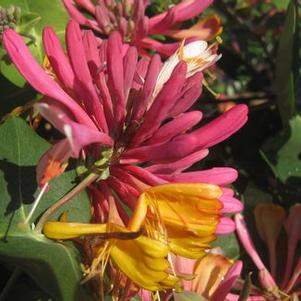 Lonicera x heckrotii 'Gold Flame'