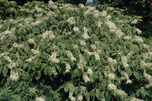Aesculus parviflora var. serotina 'Rogers' 