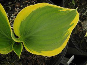 Hosta  'Liberty'