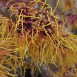 Hamamelis x intermedia 'Glowing Ember'