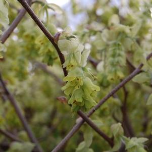 Corylopsis glabrescens