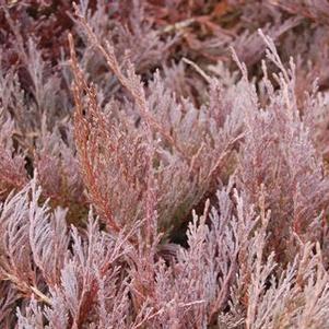 Juniperus horizontalis 'Plumosa'