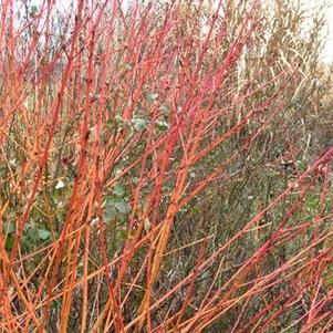 Cornus sanguinea 'Winter Flame' (syn 'Winter Beauty')