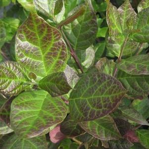Calycanthus floridus var. purpureus 
